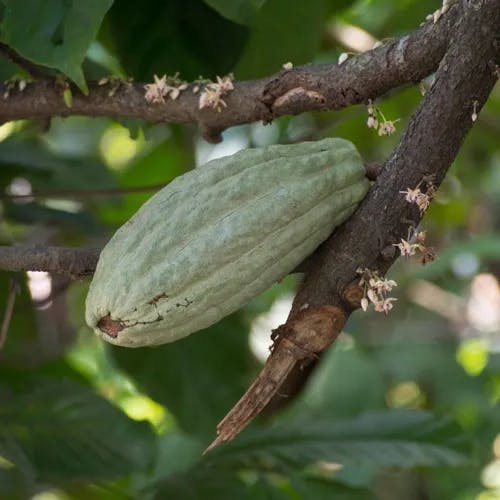 カカオ (Theobroma cacao)-i