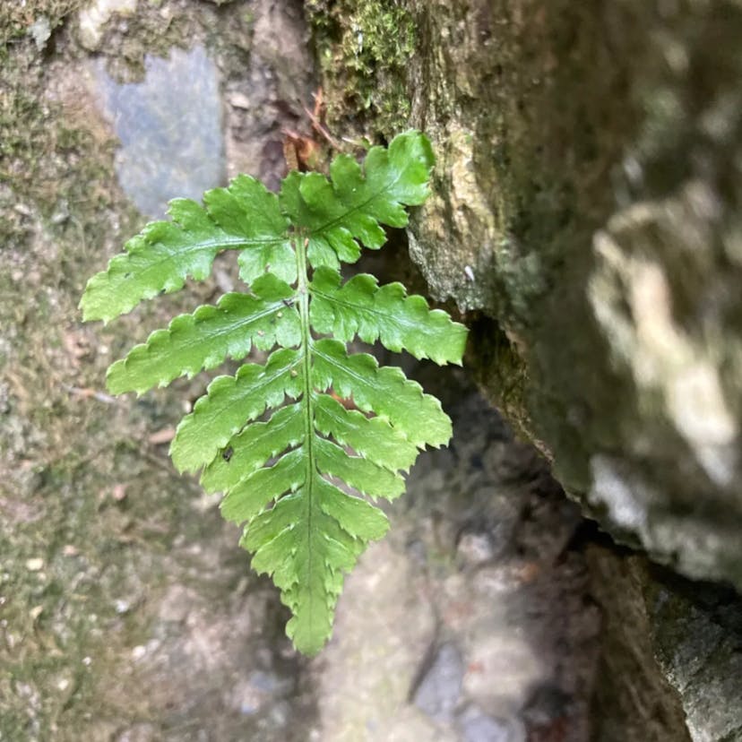 ベニシダ（紅羊歯） (Dryopteris erythrosora)-i