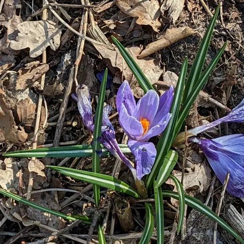 Spring crocus (Crocus vernus)-i