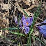 Spring crocus (Crocus vernus)-i