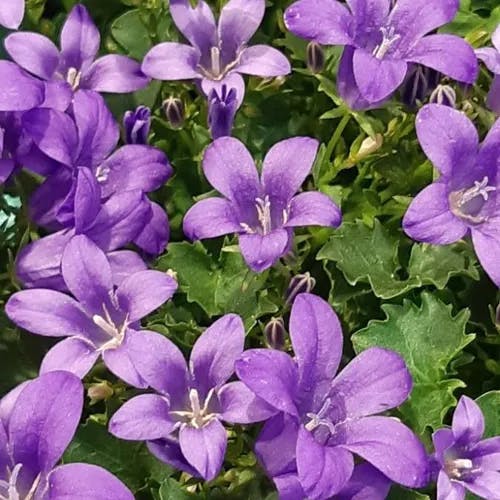 ニワギキョウ（庭桔梗） (Campanula carpatica)-i