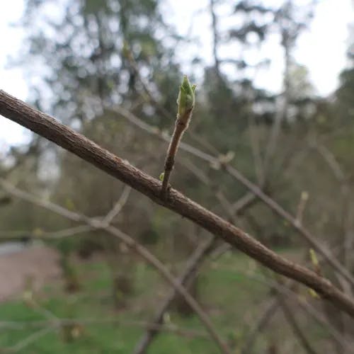 Linden viburnum (Viburnum dilatatum)-i