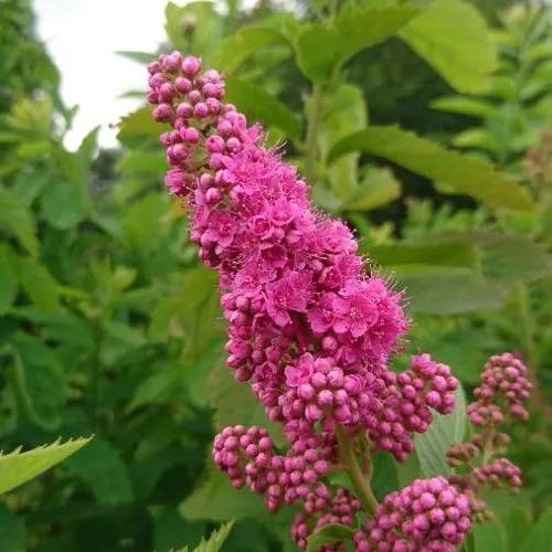 Steeplebush (Spiraea douglasii)-i