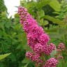 Steeplebush (Spiraea douglasii)-i