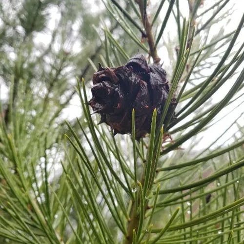 シロマツ（白松） (Pinus bungeana)-i