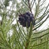 Lacebark pine (Pinus bungeana)-i