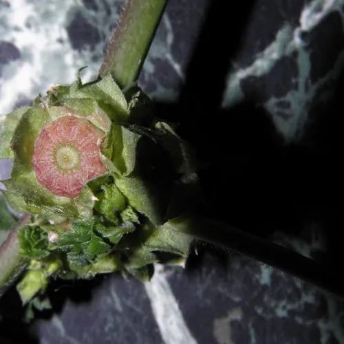 フユアオイ（冬葵） (Malva verticillata)-i
