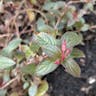 Spanish shawl (Centradenia floribunda)-i