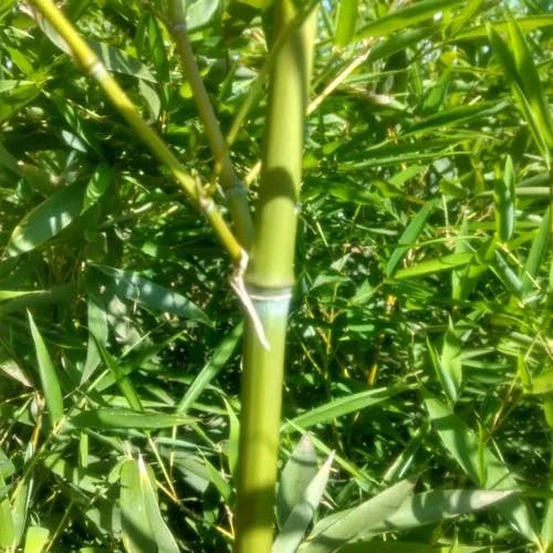 ホテイチク（布袋竹） (Phyllostachys aurea)-i