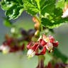 European gooseberry (Ribes uva-crispa)-i