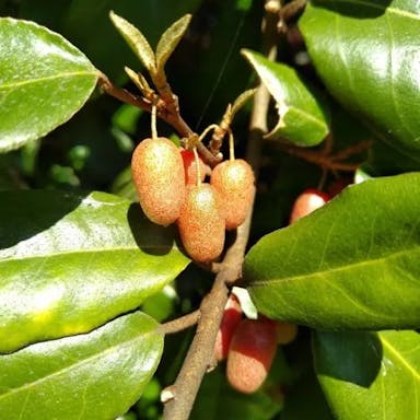 Cherry elaeagnus