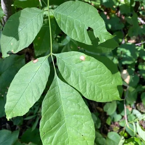 American ash (Fraxinus americana)-i