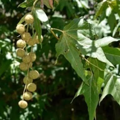 Arizona sycamore