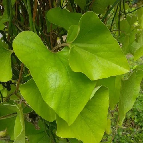 オオバウマノスズクサ（大葉馬鈴草） (Aristolochia kaempferi)-i