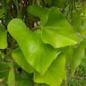 オオバウマノスズクサ（大葉馬鈴草） (Aristolochia kaempferi)-i