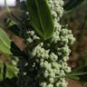 キノア (Chenopodium quinoa)-i