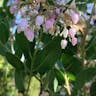 Whiteleaf manzanita (Arctostaphylos manzanita)-i