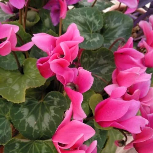 ミニシクラメン (Cyclamen repandum)-i