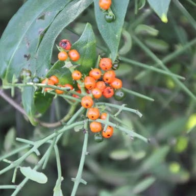 Thorn shrub