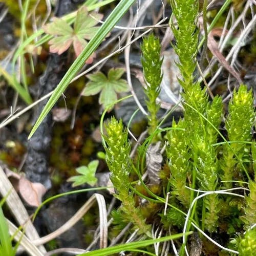 コケスギラン（苔杉蘭） (Selaginella selaginoides)-i