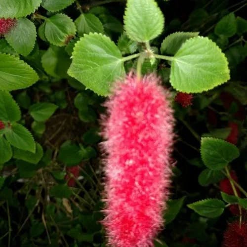 ベニヒモノキ（紅紐木） (Acalypha hispida)-i