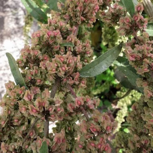 ナガバギシギシ（長葉羊蹄） (Rumex crispus)-i