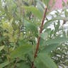 Steeplebush (Spiraea douglasii)-i