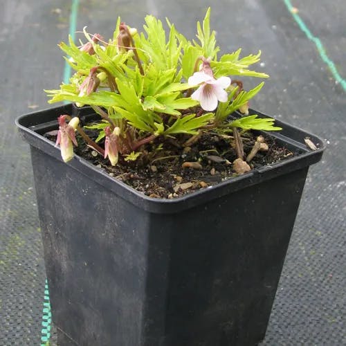 ヒゴスミレ（肥後菫） (Viola chaerophylloides)-i