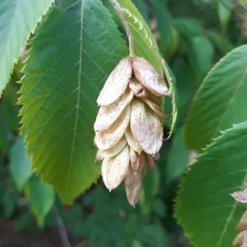 American hop-hornbeam (Ostrya virginiana)-i