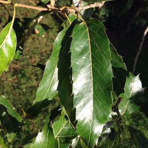 Chestnut-leaf oak (Quercus castaneifolia)-i