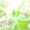 Bur-cucumber (Sicyos angulatus)-i