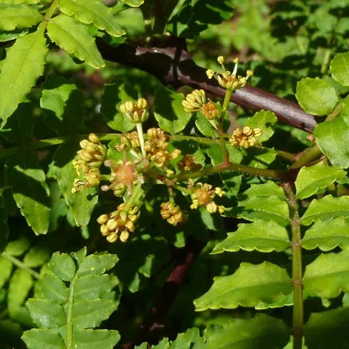 サンショウ（山椒） (Zanthoxylum piperitum)-i