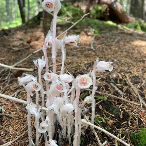 ギンリョウソウモドキ（銀龍草擬） (Monotropa uniflora)-i