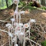 ギンリョウソウモドキ（銀龍草擬） (Monotropa uniflora)-i