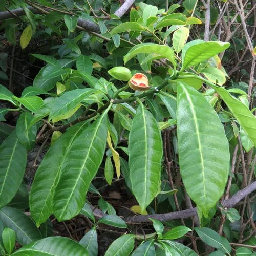 Milkwood (Tabernaemontana citrifolia)-i