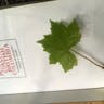 Sugar-scoop (Tiarella trifoliata)-i