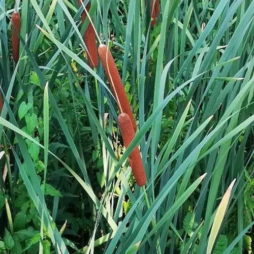 ホソバヒメガマ（細葉姫蒲） (Typha angustifolia)-i