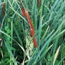 ホソバヒメガマ（細葉姫蒲） (Typha angustifolia)-i