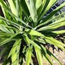 センジュラン（千寿蘭） (Yucca aloifolia)-i