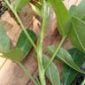 ピーナッツ (Arachis hypogaea)-i