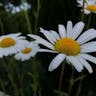 シャスタデージー (Leucanthemum maximum)-i