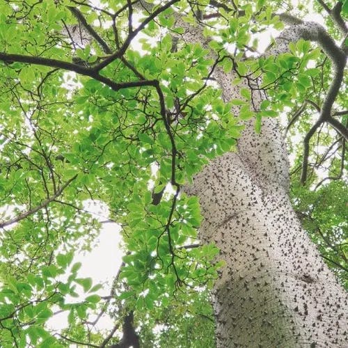 White silk cottontree (Ceiba pentandra)-i