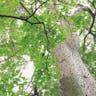 White silk cottontree (Ceiba pentandra)-i