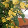 Large loosestrife (Lysimachia punctata)-i