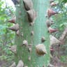 White silk cottontree (Ceiba pentandra)-i