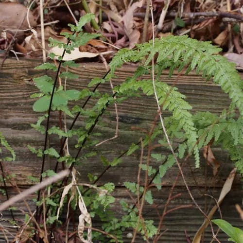 トラノオシダ（虎尾羊歯） (Asplenium incisum)-i