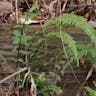 トラノオシダ（虎尾羊歯） (Asplenium incisum)-i