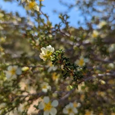 Antelope bitterbrush