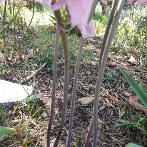 ホンアマリリス (Amaryllis belladonna)-i