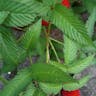 バライチゴ（薔薇莓） (Rubus illecebrosus)-i